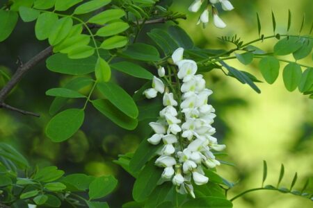 fiore da stornelli e da tisane
