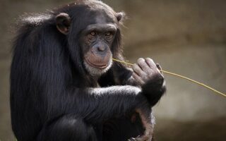è illegale tenere una scimmia in casa?