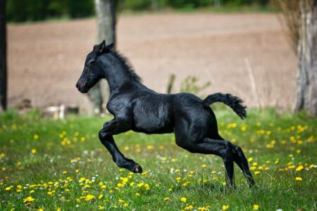cavallo