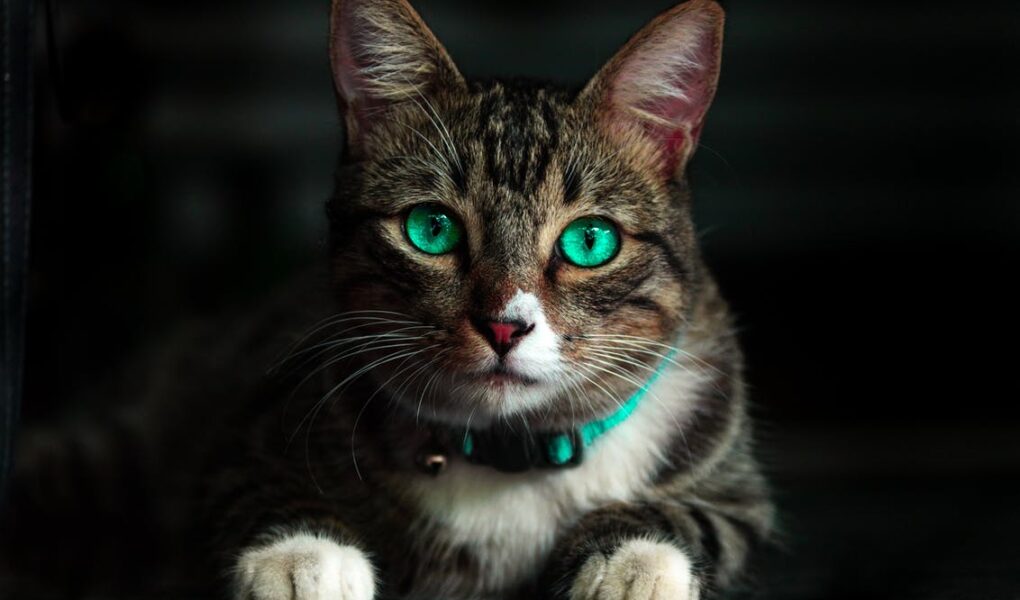 gatto