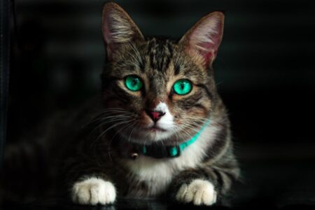 gatto